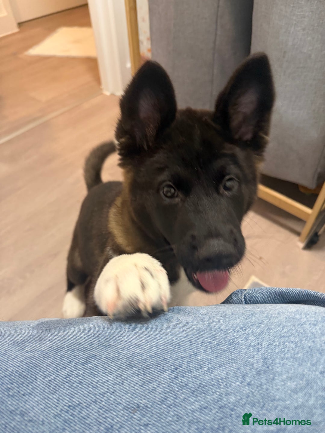 Akita dogs for sale: Japanese Akita  - Advert 8