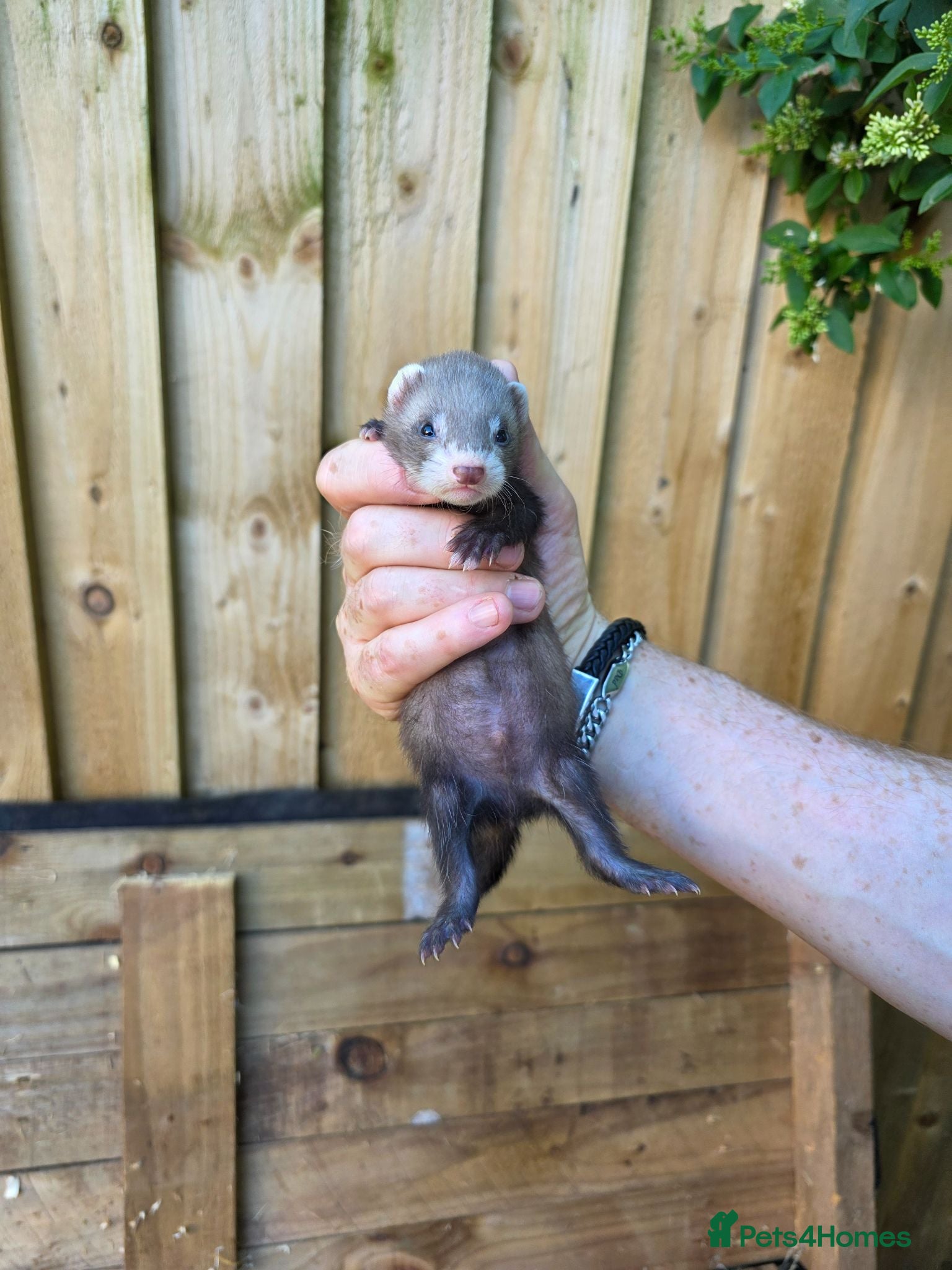 Ferret rodents Ferret kits ready to leave now - Advert 13