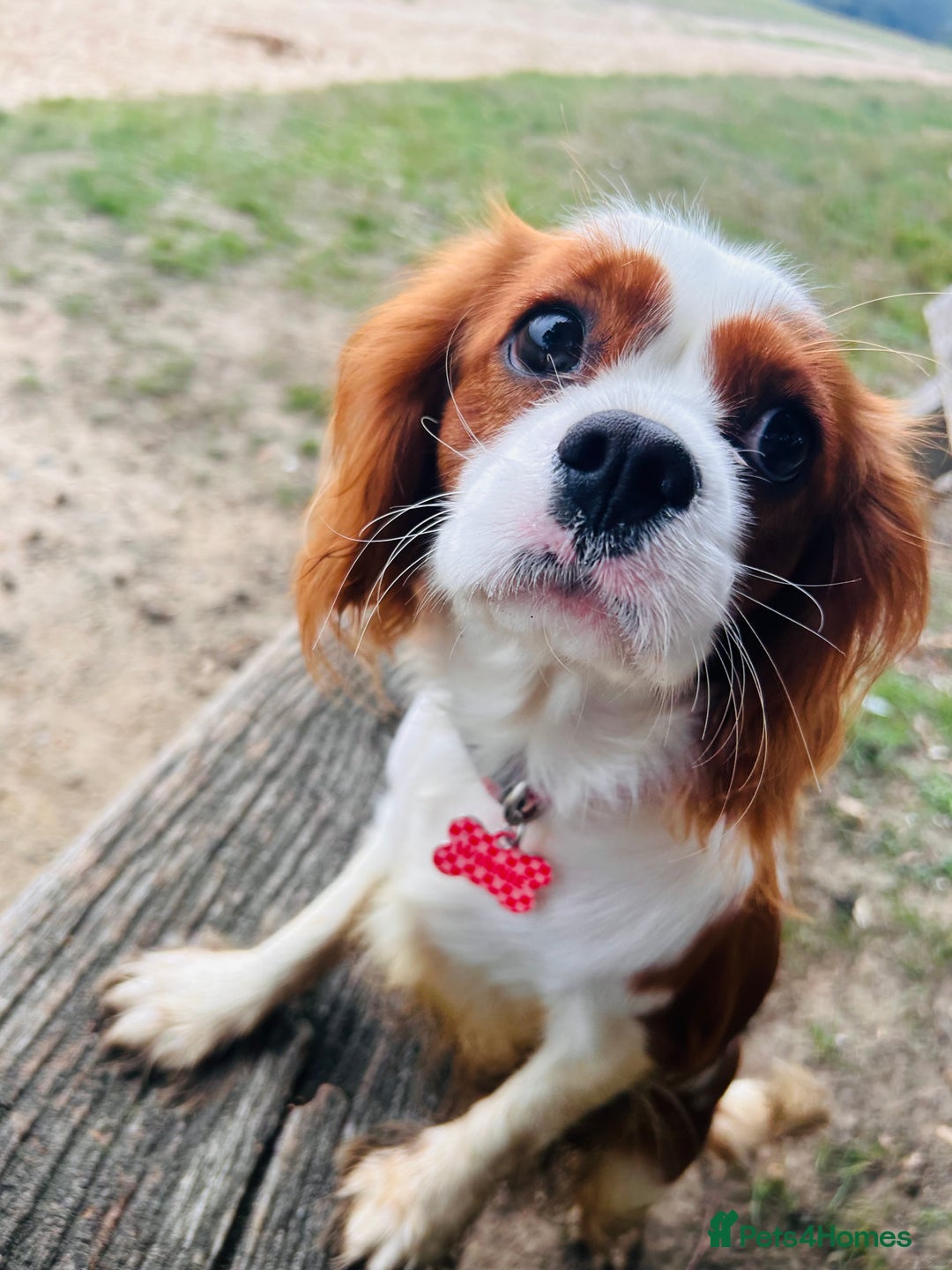 Cavalier King Charles Spaniel dogs for sale: 1 yr old Cavalier King Charles-Loving Home Needed - Advert 7
