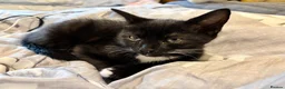 Mixed Breed cats for sale: 2 lovely female kittens  - Advert 8