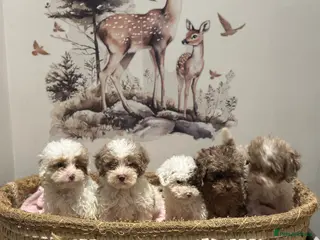 Cavapoo dogs Exceptional F2 Cavapoo Puppies - HomeRaised - Advert 1