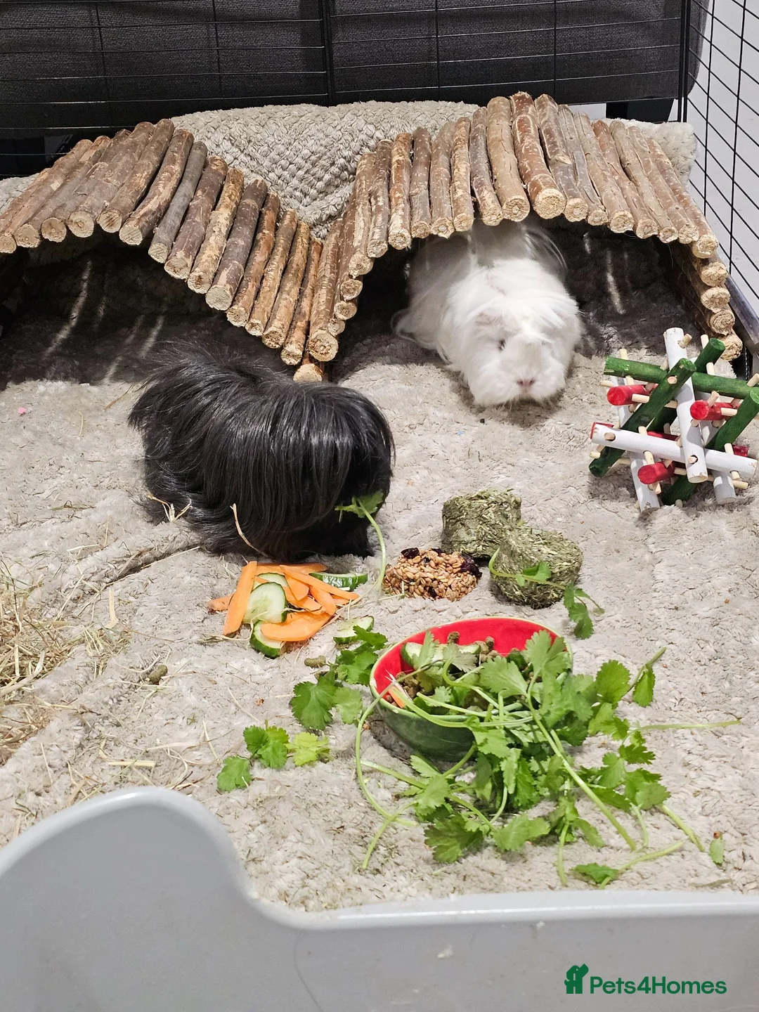 Guinea Pig rodents for sale: A loving Home Wanted for two sisters in Orpington - Advert 8
