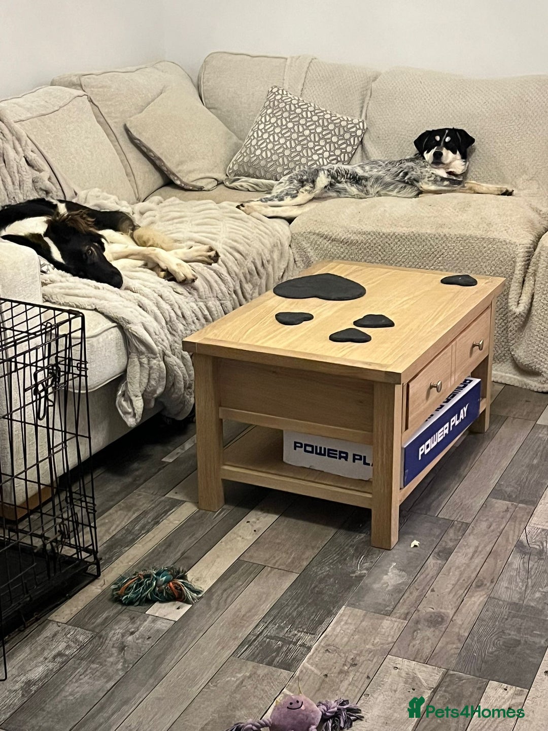 Mixed Breed dogs for adoption: Mimi  - Advert 6