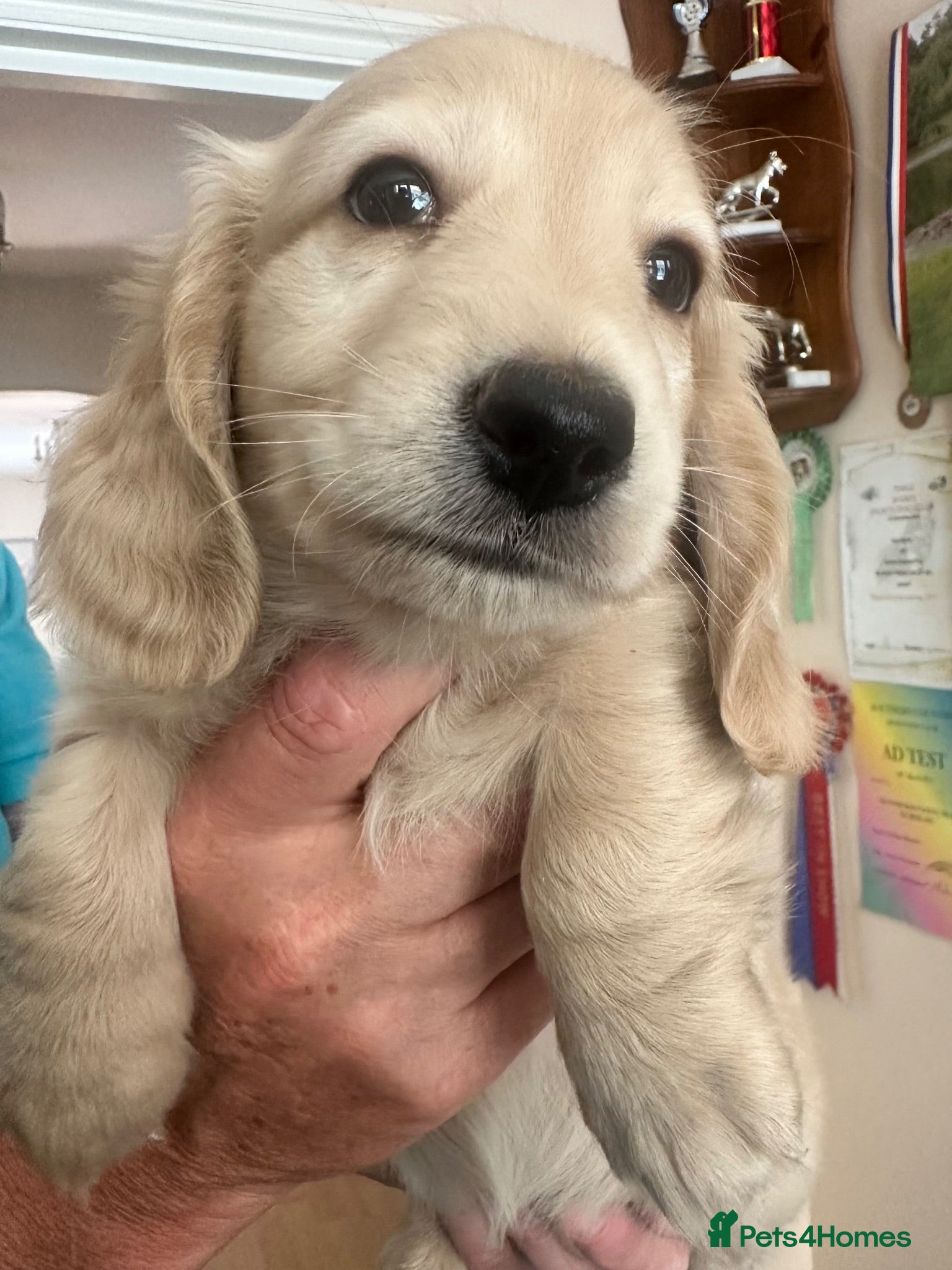 Miniature Dachshund dogs KC REG Miniature LH Dachshund puppies for sale  - Advert 2