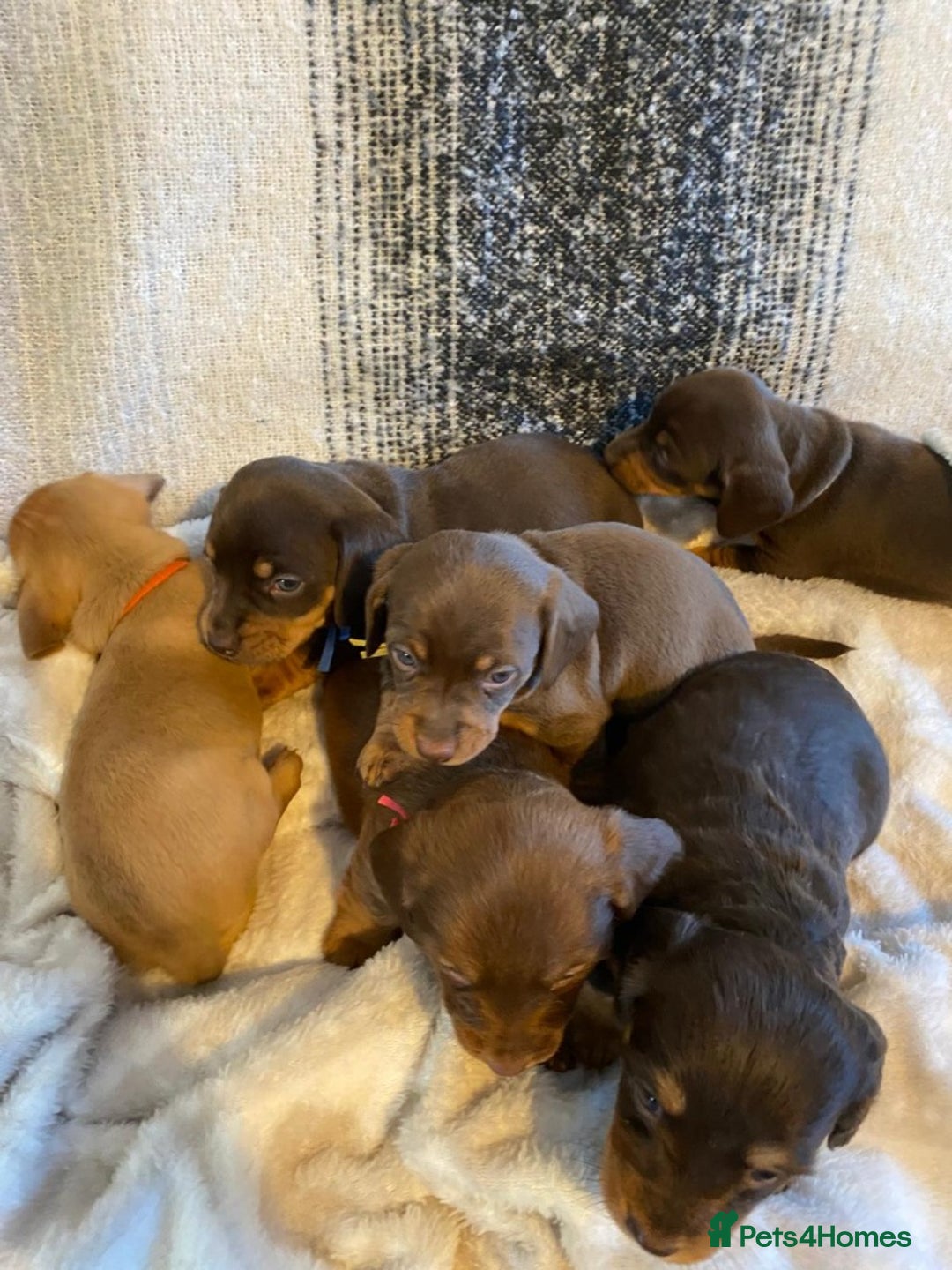 Miniature Dachshund dogs for sale: MOST GORGEOUS DACHSHUNDS - Advert 7