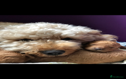 Cavapoo dogs for sale: Stunning Cavapoo puppies - Image 18