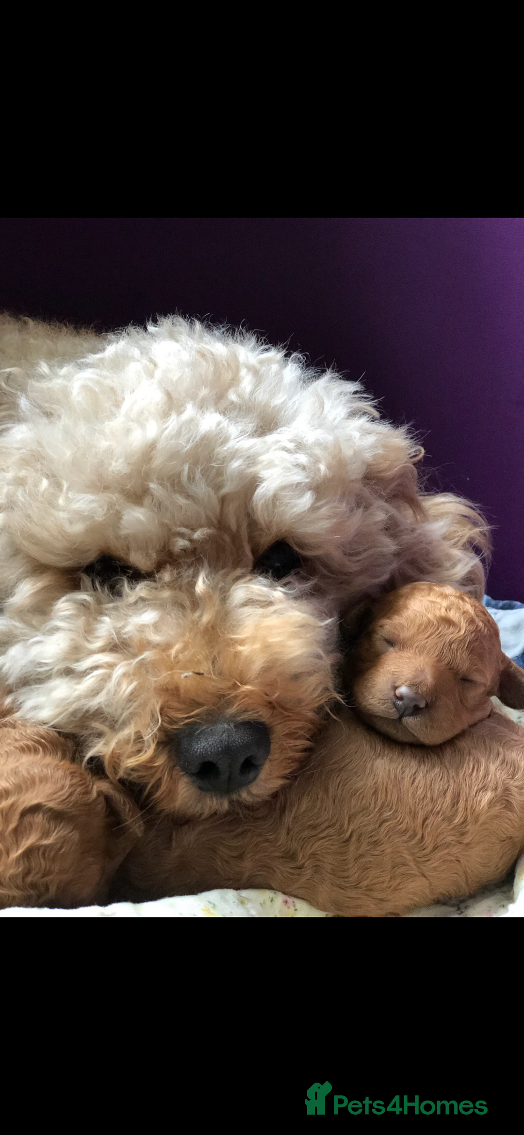 Cavapoo dogs for sale: Stunning Cavapoo puppies - Image 18