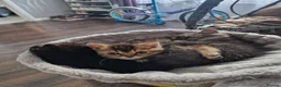Mixed Breed cats for sale: Scottish straight mother-British shorthair Dad!!! - Advert 5