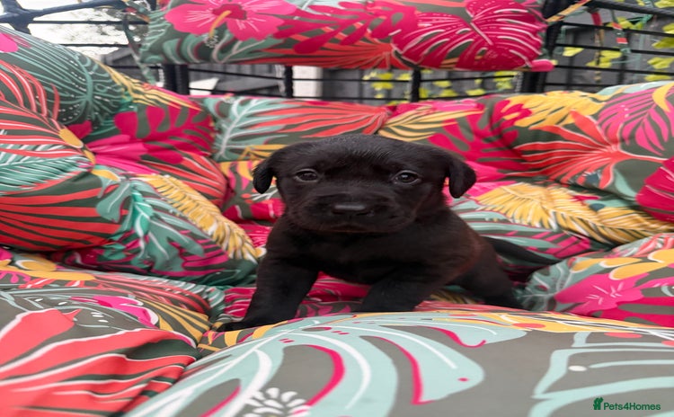 Labrador Retriever dogs - Advert 12