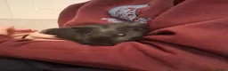 Guinea Pig rodents for sale: Guinea pigs pair 11 weeks old very friendly males - Advert 6
