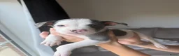 Staffordshire Bull Terrier dogs for sale: Blue Staffordshire bull terrier  - Advert 13