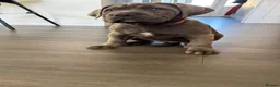 Cane Corso dogs for sale: Champion Bloodline Cane Corso Puppies - Advert 5