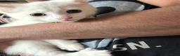 Mixed Breed cats for sale: Female Whait kittens for ready new home in Coventry - Advert 3