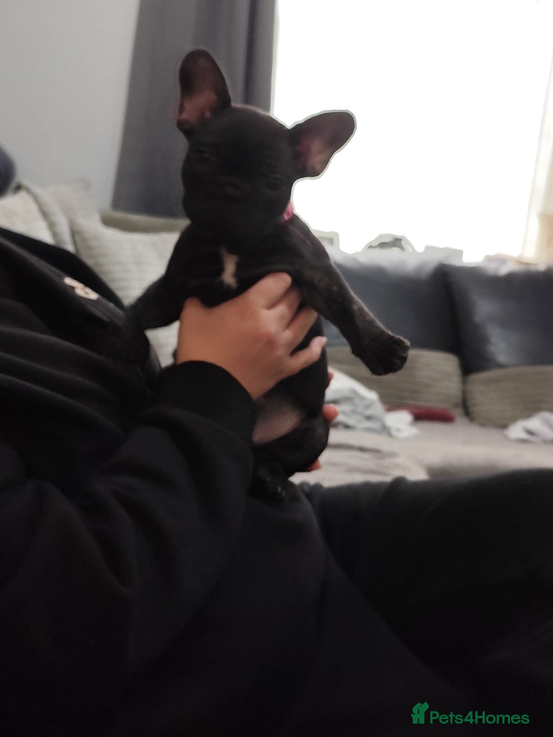 French Bulldog dogs for sale: French bulldog puppies  - Image 7