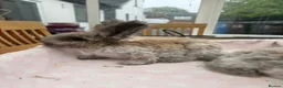 Angora rabbits for sale: Pure bred Angora bunnies £140 - Advert 3