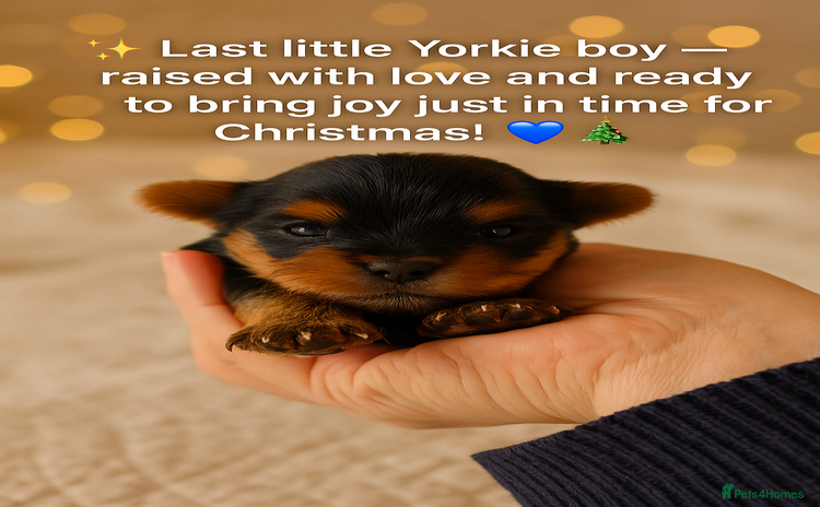 Yorkshire Terrier dogs - Advert 3