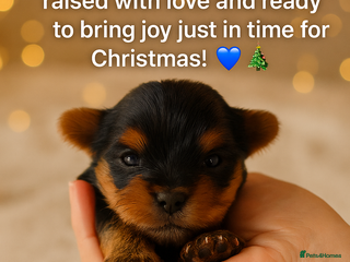 Yorkshire Terrier dogs - Advert 6