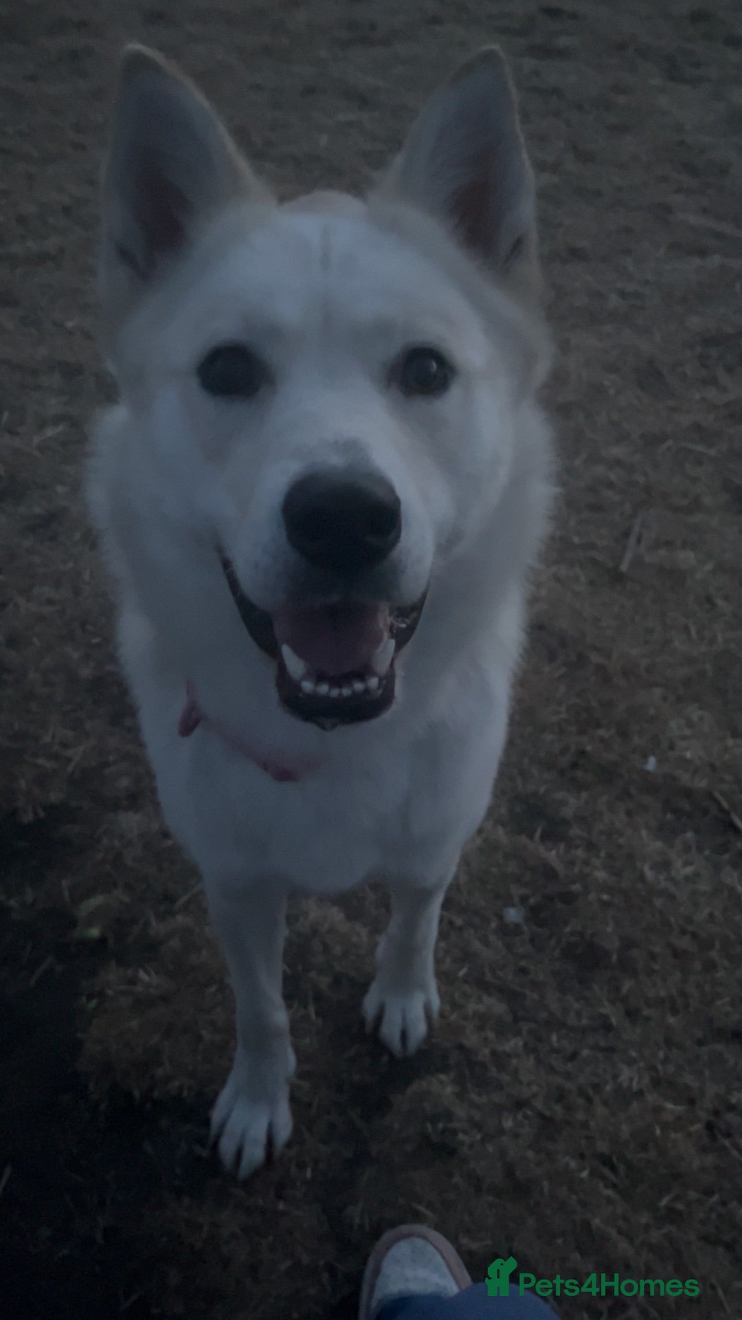 Mixed Breed dogs Nova  - Advert 10