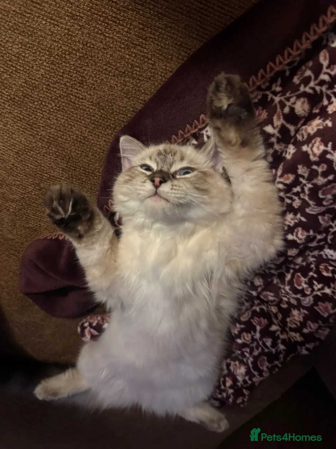 Ragdoll cats for sale: Cat for sale, due to allergic reaction  - Advert 5