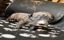 Mixed Breed dogs for sale: American bulldog staffy 🏡 - Image 39