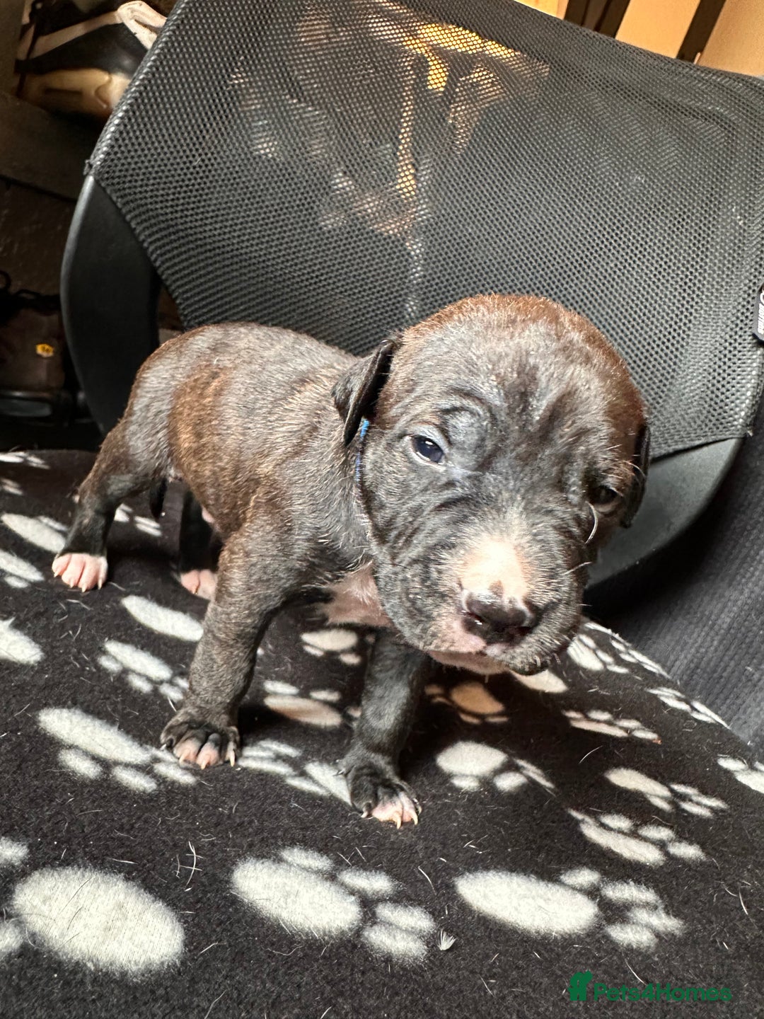 Mixed Breed dogs for sale: American bulldog staffy 🏡 - Image 39