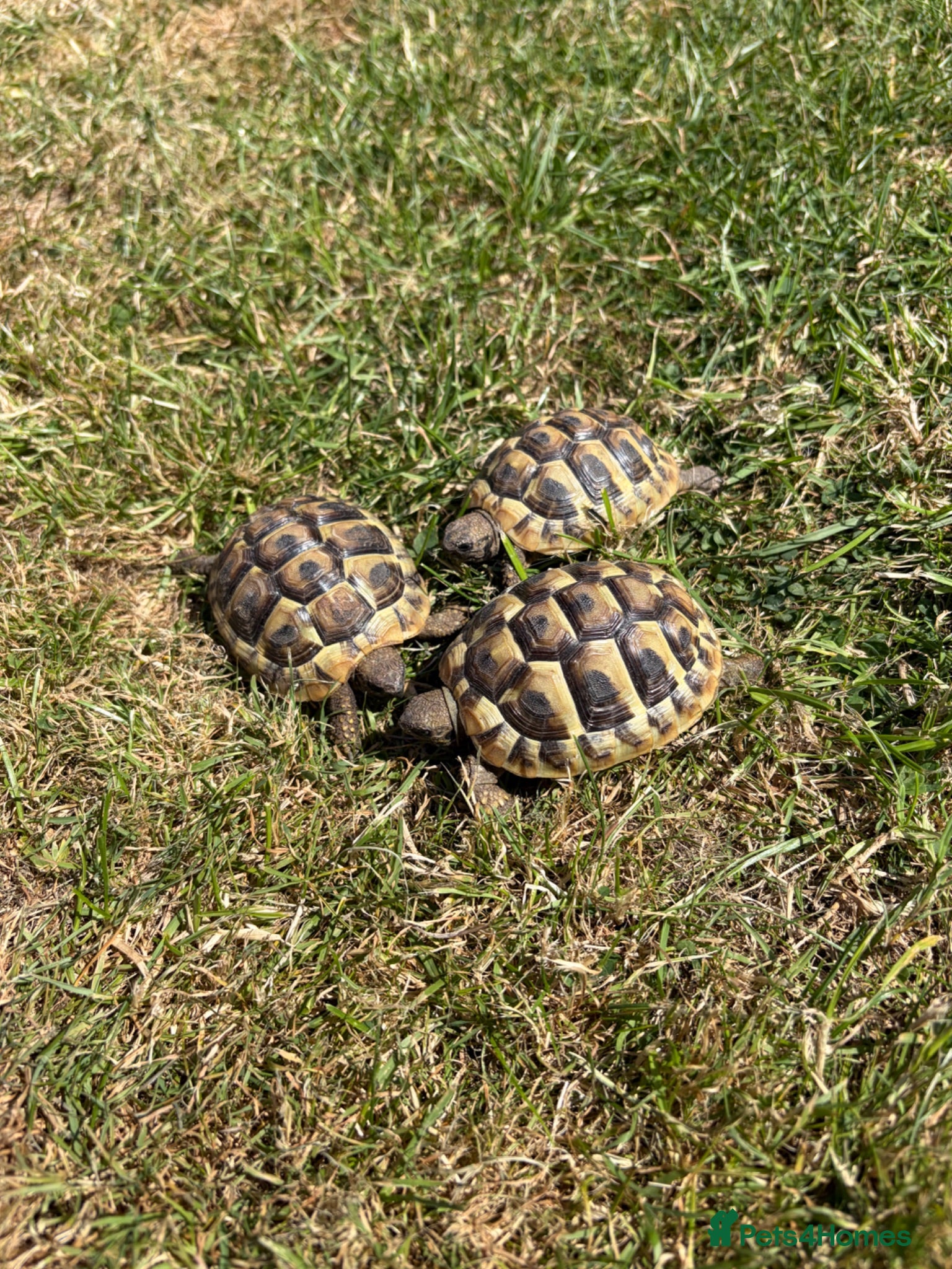 Hermann Tortoise reptiles Herman Tortoise hatchlings for sale - Advert 5