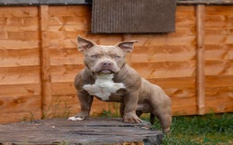 American Bully dogs for sale: Pocket bully  - Image 3