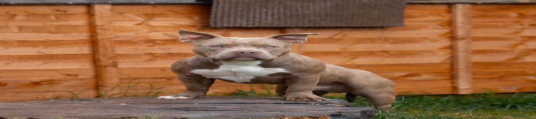 American Bully Puppy 3