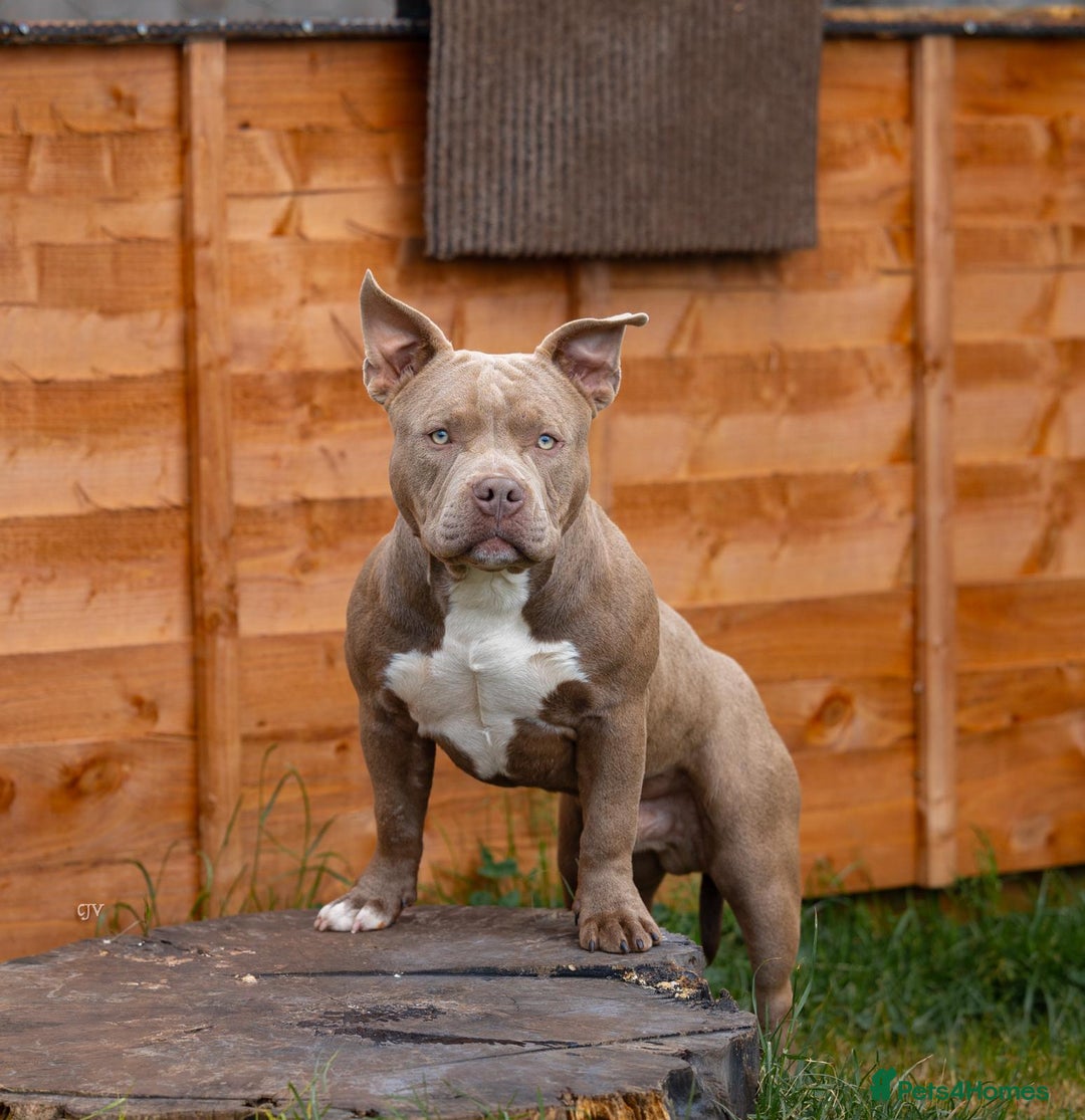 American Bully dogs for sale: Pocket bully  - Image 3