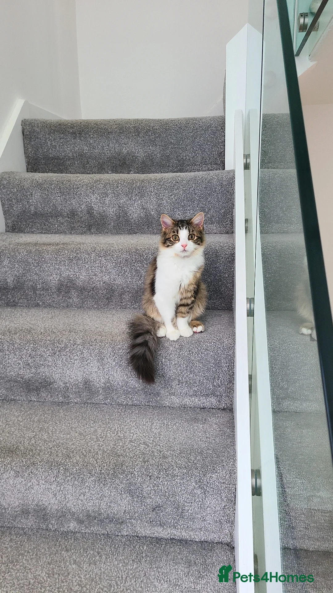 Mixed Breed cats for sale: Beautiful British Long/Short Mix Kitten - Advert 2