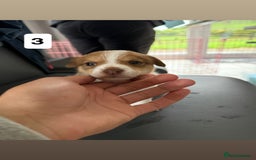 Jack Russell dogs for sale: 3 Jack Russel pups  - Image 4