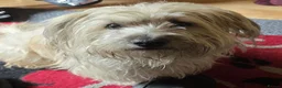 Mixed Breed dogs for sale: Three puppies available-LOVING HOMES ONLY - Advert 11