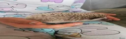 Pygmy Hedgehog rodents for sale: Female African pygmy hedgehog  - Advert 2