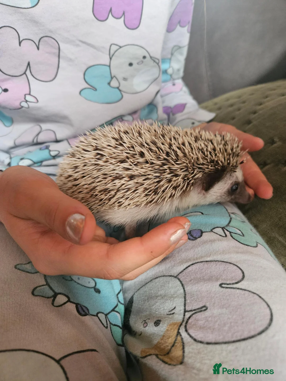 Pygmy Hedgehog rodents for sale: Female African pygmy hedgehog  - Advert 2