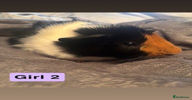 Guinea Pig rodents - Advert 12