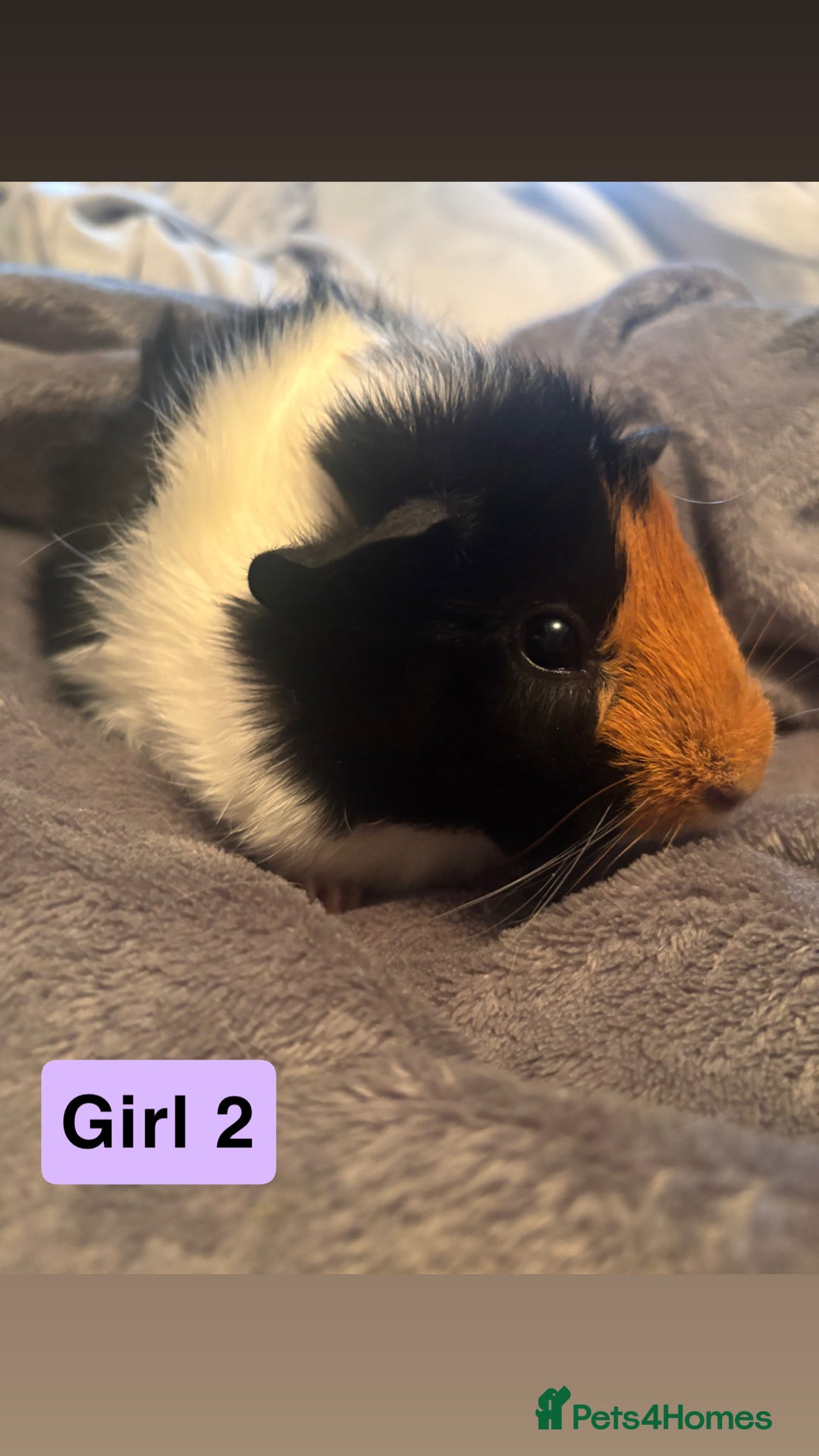 Guinea Pig rodents for sale: Guinea pigs  - Image 2