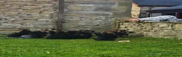 German Shepherd dogs for sale: Gorgeous German shepherd puppies - Advert 16