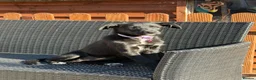 Borador dogs for sale: NESSA in Minehead - Advert 5