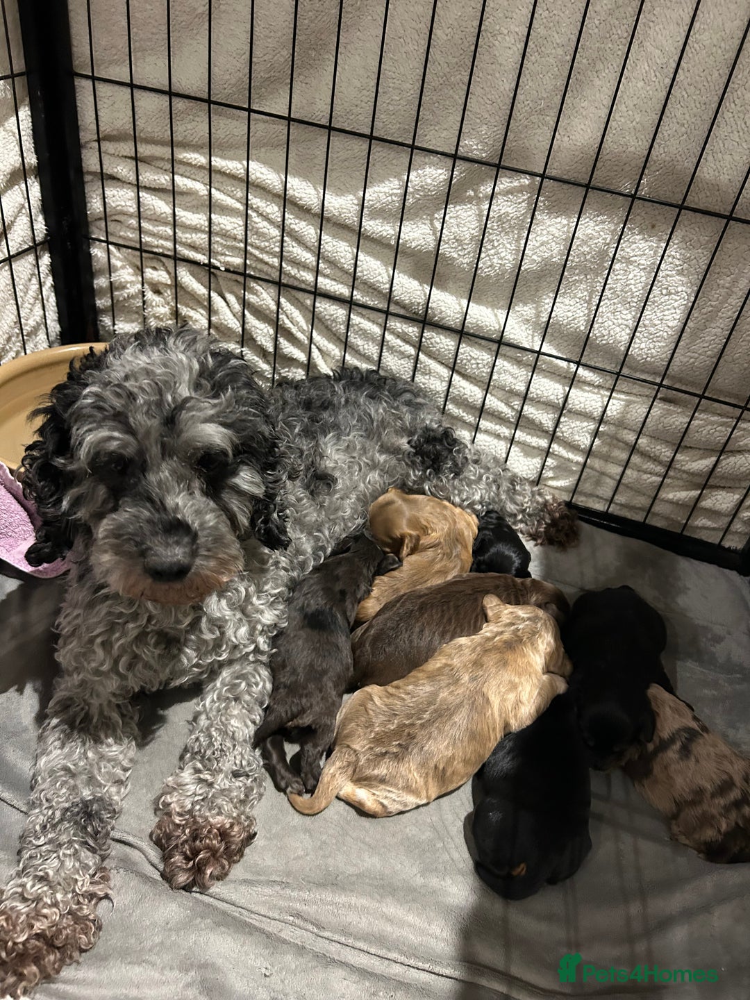 Cockapoo dogs for sale: Cockapoo puppies  - Advert 6