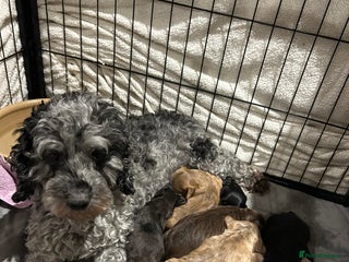 Cockapoo dogs Cockapoo puppies - Advert 2