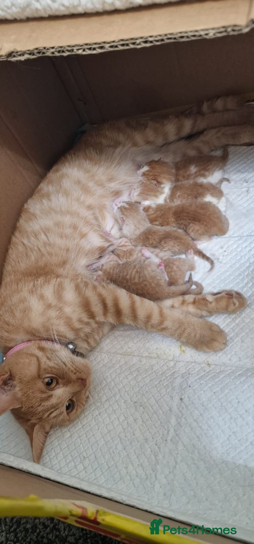 British Shorthair cats for sale: Gorgeous British Shorthair Kittens for SALE - Image 2