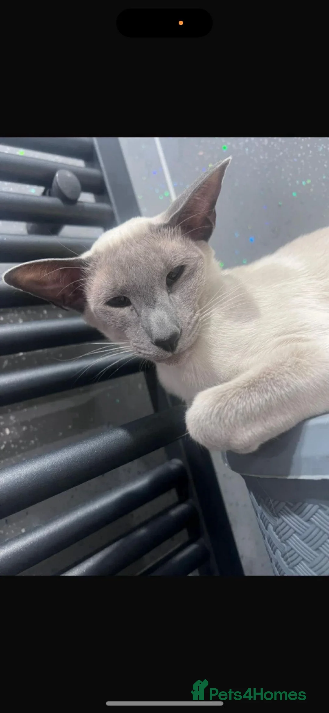 Siamese cats for sale: Stunning Gccf girls  - Advert 4
