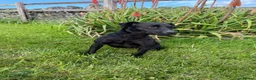 Patterdale Terrier dogs for sale: Patterdale terrier in Winscombe - Advert 2