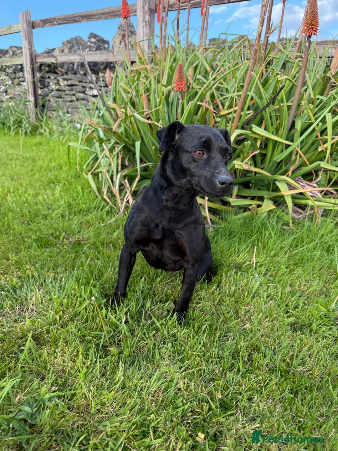 Patterdale Terrier dogs for sale: Patterdale terrier in Winscombe - Advert 2