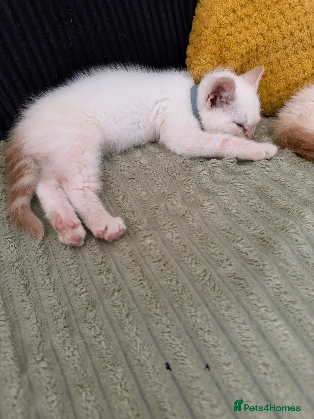 Mixed Breed cats for sale: Twin boys need to go together  - Advert 20