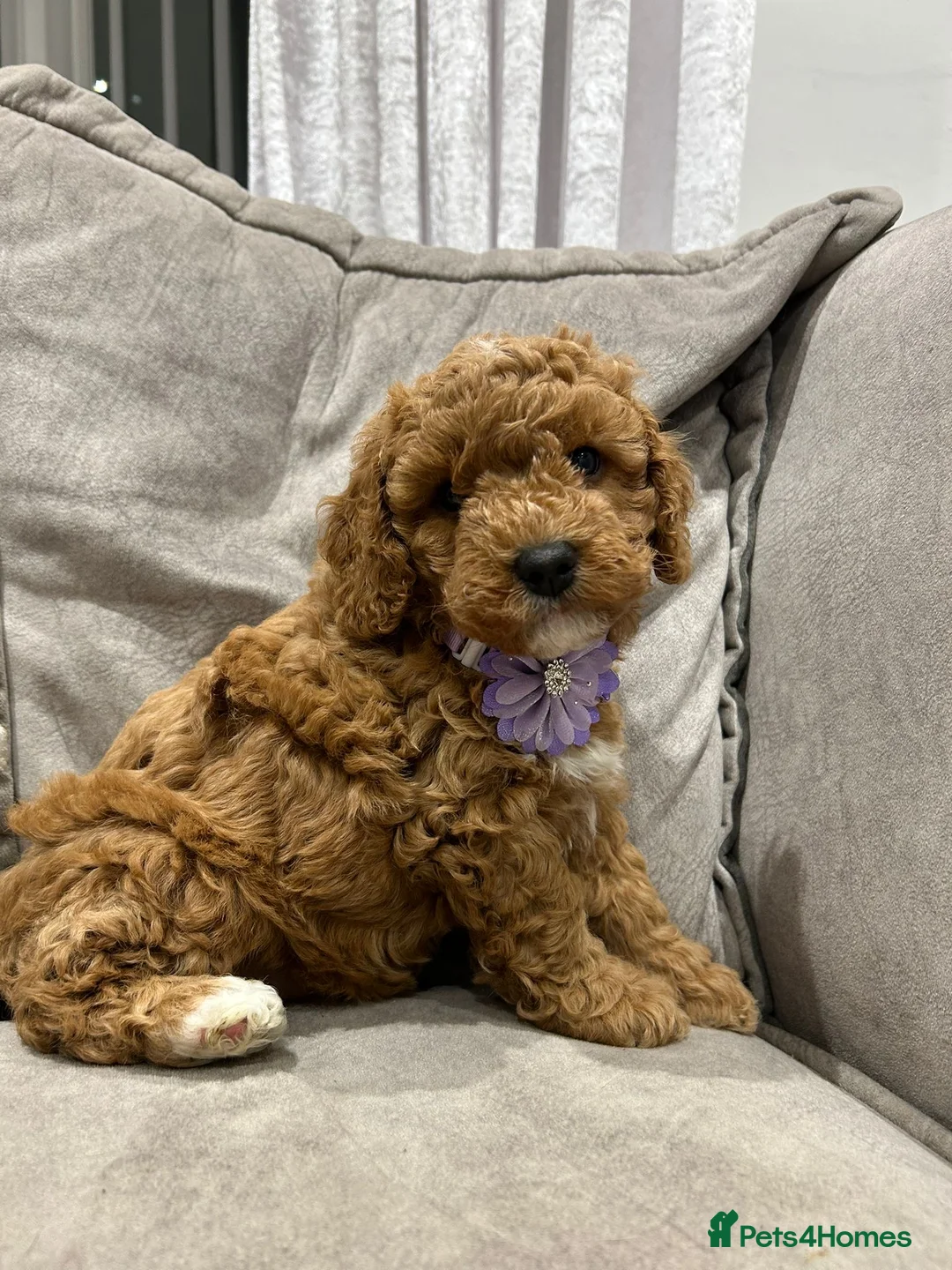 Cavapoo dogs for sale: F1b cavapoo puppies - Advert 2