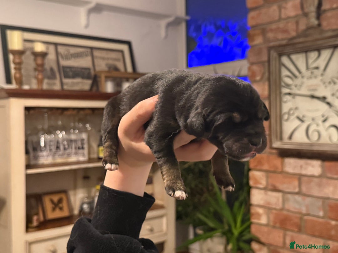 Tibetan Mastiff dogs for sale: Tibetan Mastiff Gentle Giants Champion Bloodlines  - Advert 4