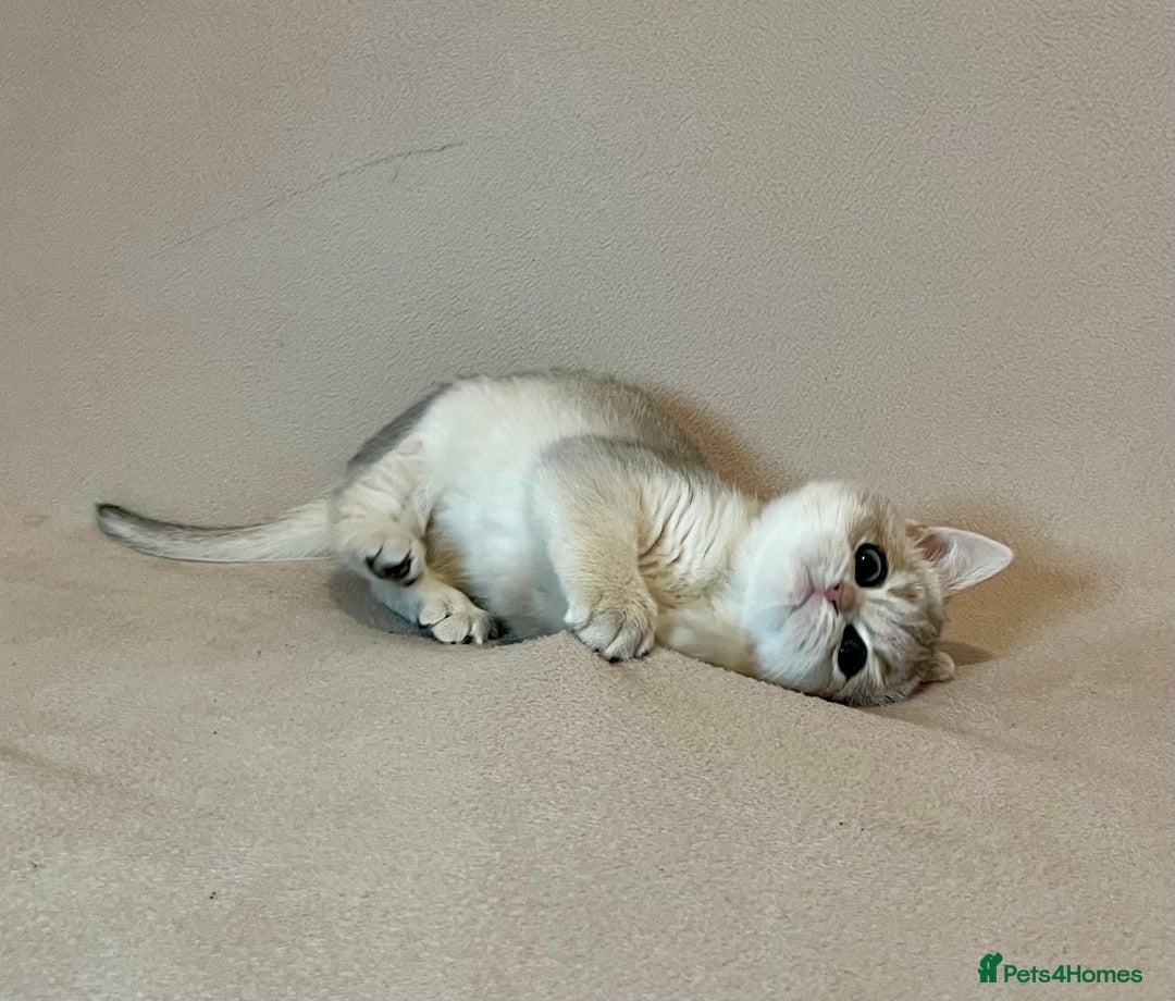 British Shorthair cats for sale: 🐾 Pure BSH Kittens 🐾  - Advert 8