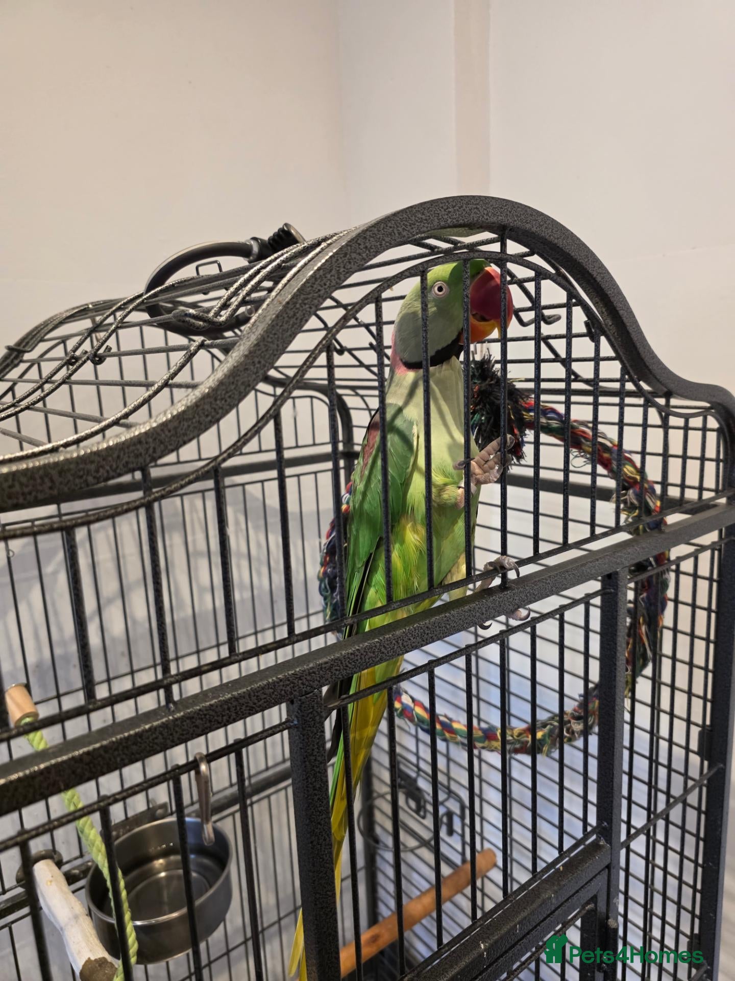 Parrots birds Parrot - Advert 6