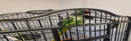 Parrots birds for sale: Parrot in Mitcham - Advert 1